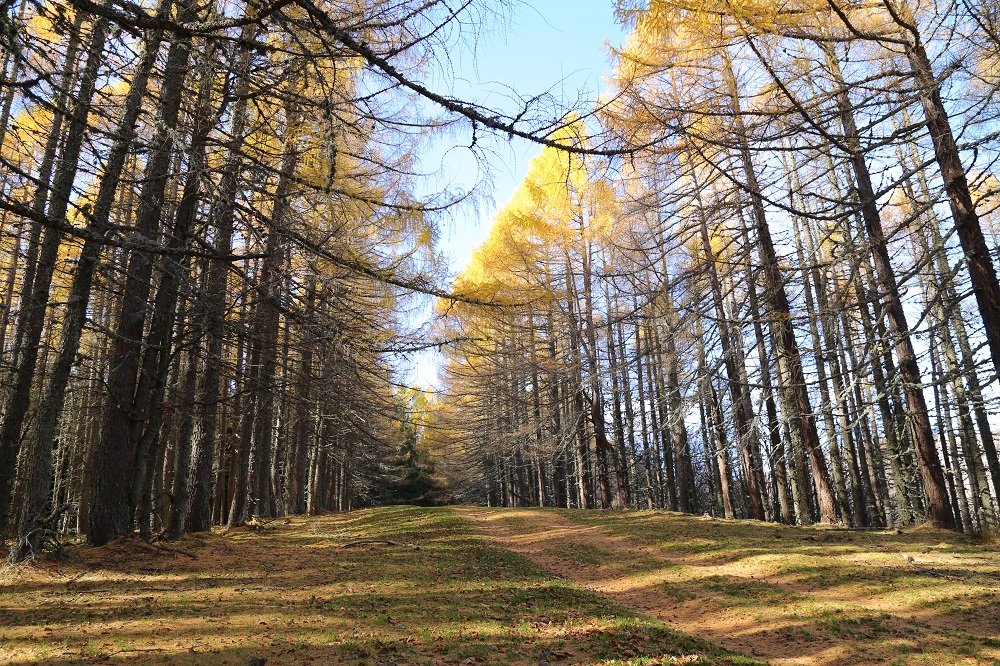 natur.thumb.jpg.e63bf79b7b5a9f1cfb1a00ca30b7ab94.jpg